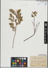 Foto von Salix hastata L.